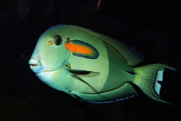Orangefleck-Doktorfisch mit markantem orangefarbenem Fleck und weiß-schwarzer Schwanzflosse im Aquarium.