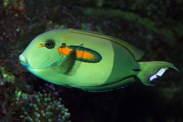 Seritenansicht eines  Orangefleck-Doktorfisch mit markantem orangefarbenem Fleck und weiß-schwarzer Schwanzflosse