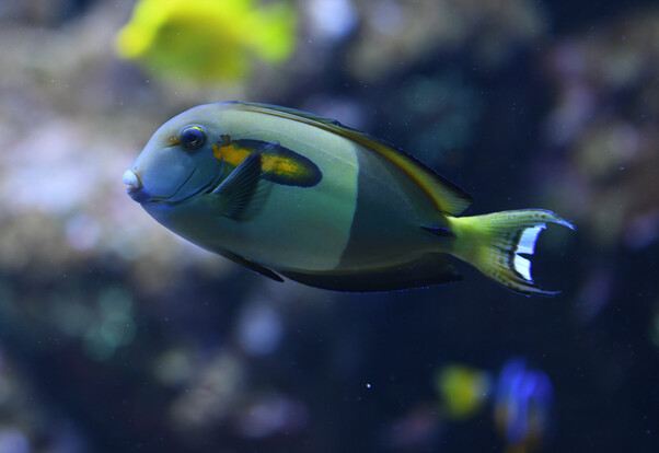 Orangefleck-Doktorfisch mit markantem orangefarbenem Fleck und weiß-schwarzer Schwanzflosse vor unscharfem Hintergrundim Aquarium.
