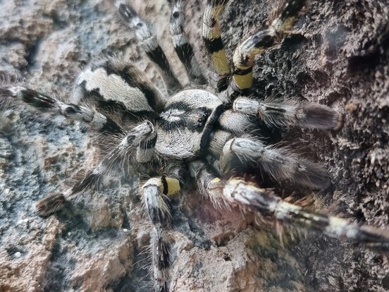 Ornamentvogelspinne mit auffälligem schwarz-weißem und gelbem Muster auf Baumrinde