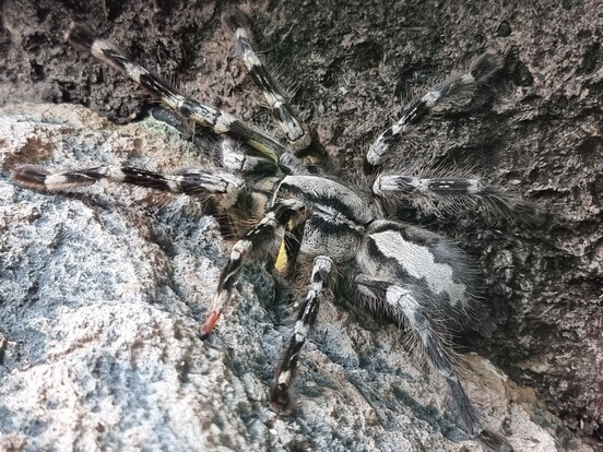 Ornament-Vogelspinne mit auffälligem schwarz-weißem Streifenmuster auf behaarten Beinen vor Baumrinde.