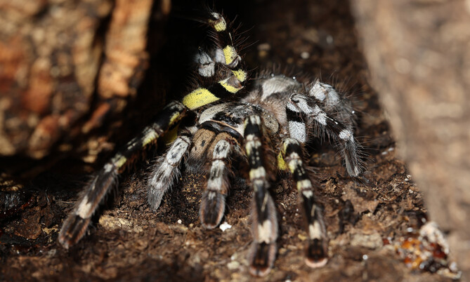 Ornamentvogelspinne mit auffälligem schwarz-weißem und gelbem Muster auf dem Boden zwischen Holz und Erde.