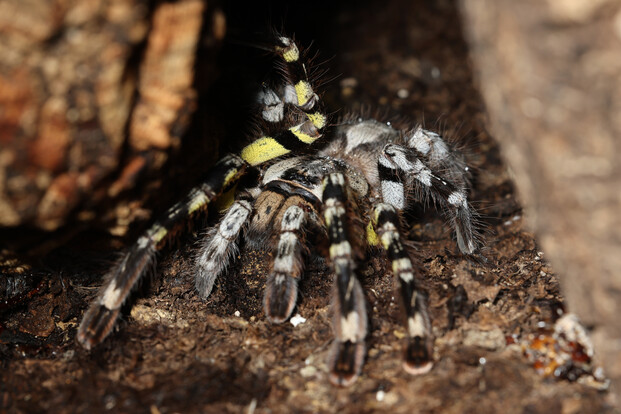 Ornamentvogelspinne mit auffälligem schwarz-weißem und gelbem Muster auf dem Boden zwischen Holz und Erde.