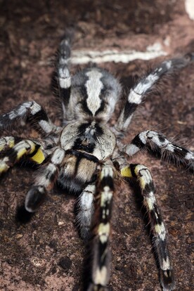 Große ornamentierte Vogelspinne mit schwarz-grauer Musterung und gelben Bändern auf den Beinen auf braunem Untergrund.