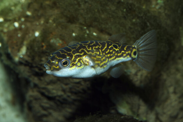 Palembang-Kugelfisch mit wellenförmigem gelbem Muster auf dunkelgrauem Körper, schwimmt vor dunklem Hintergrund.