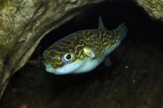 Palembang-Kugelfisch mit wellenförmigem gelbem Muster auf dunkelgrauem Körper, schwimmt vor dunklem Hintergrund.