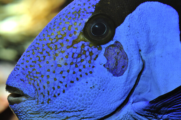 Nahaufnahme eines Paletten-Doktorfischs mit blauer Haut und dunklen Punkten um das Auge.