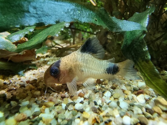Pandapanzerwels mit cremefarbenem Körper und schwarzem Fleck auf dem Schwanzstiel, schwimmt über kiesigem Grund zwischen grünen Wasserpflanzen.