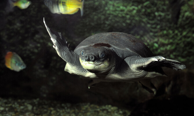Papua-Weichschildkröte