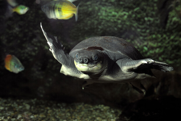 Papua-Weichschildkröte mit breiten, paddelartigen Vorderbeinen schwimmt im Aquarium, mehrere kleine Fische im Hintergrund.