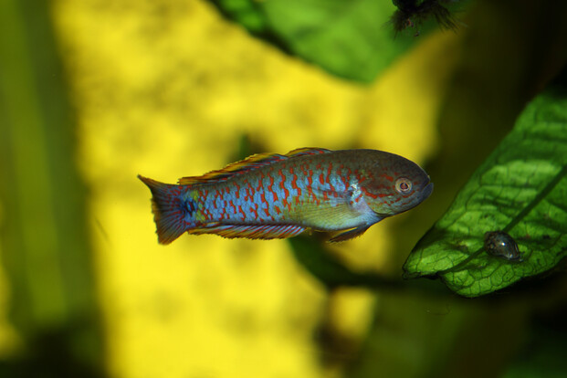 Kleiner Fisch mit bläulichem Muster und rötlichen Flossen schwimmt vor grünem Pflanzenblatt im Aquarium.