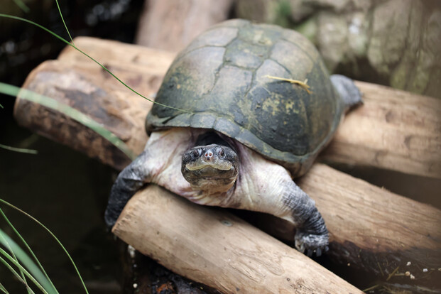 Pelomedusenschildkröte mit olivgrünem, leicht gewölbtem Panzer auf Holzstämmen frontal aufgenommen.
