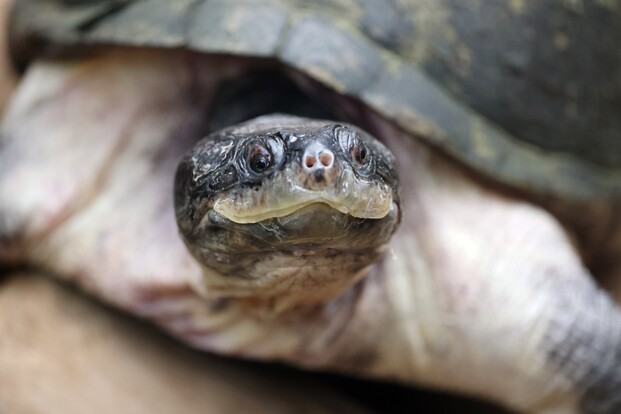 Nahaufnahme eines Pelomedusenschildkrötenkopfs mit sichtbaren großen Augen und dunkler Oberseite.