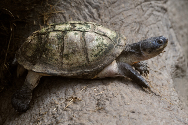 Pelomedusenschildkröte mit olivgrünem, leicht gewölbtem Panzer auf einem sandigen Untergrund seitlich aufgenommen.