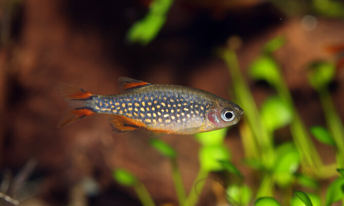 danio_margaritatus_perlhuhnbärbling (2)