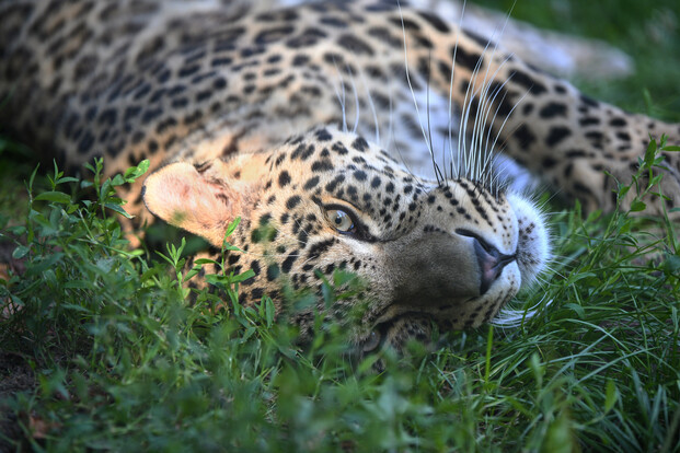 Persischer Leopard liegt seitlich im Gras, Kopf im Vordergrund, dichtes geflecktes Fell und lange Schnurrhaare deutlich sichtbar.