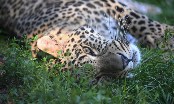Persischer Leopard liegt seitlich im Gras, Kopf im Vordergrund, dichtes geflecktes Fell und lange Schnurrhaare deutlich sichtbar.