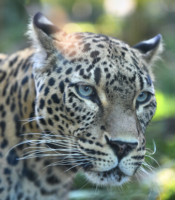Nahaufnahme eines Persischen Leoparden mit hellem Fell und markanter schwarzer Fleckzeichnung, der aufmerksam in die Kamera blickt.