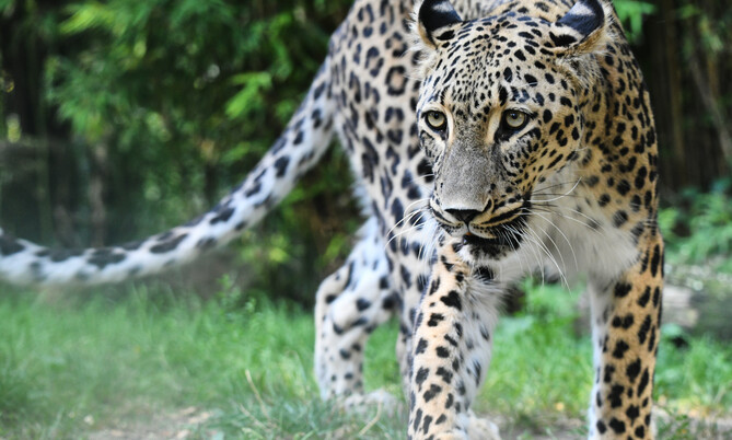 Persischer Leopard 3