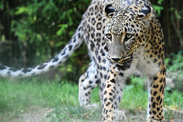 Persischer Leopard mit geflecktem Fell und aufmerksamem Blick läuft im Gehege über eine Wiese vor grünen Pflanzen.
