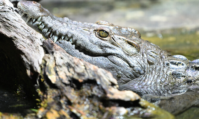 Philippinen Krokodil 3