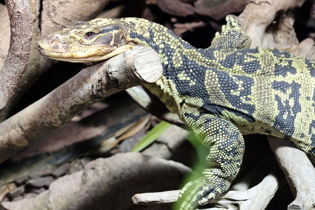 Großer Bindenwaran mit auffälligem schwarz-gelbem Schuppenmuster liegt auf mehreren Ästen in einem naturgetreuen Terrarium.