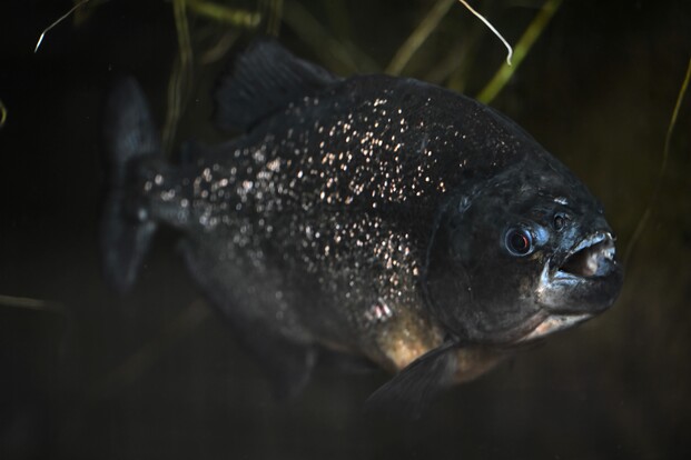 Nahaufnahme eines dunklen Piranhas mit hellen Punkten und offenem Maul