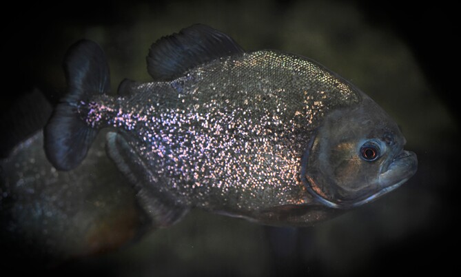 Nahaufnahme eines dunklen Piranhas mit hellen Punkten im Wasser