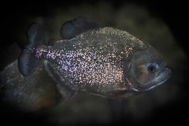 Nahaufnahme eines dunklen Piranhas mit hellen Punkten im Wasser