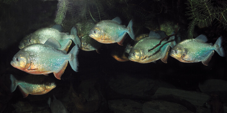Mehrere Piranhas schwimmen dicht beieinander in einem dunklen Aquarium, ihre silbrig glänzenden Schuppen sind gut sichtbar.
