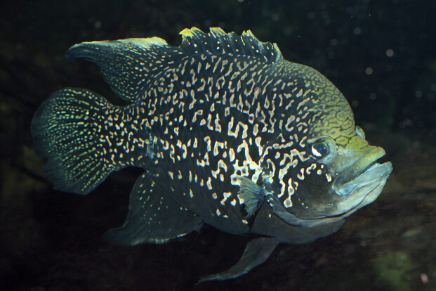 paratilapia_polleni_Pollenbuntbarsch (1)