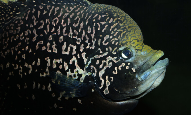paratilapia_polleni_Pollenbuntbarsch (2)