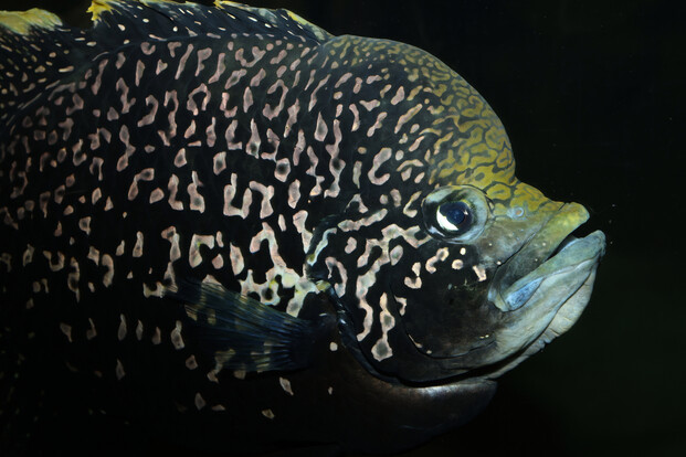 paratilapia_polleni_Pollenbuntbarsch (2)