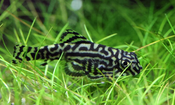 sewellia_lineolata_Prachtflossensauger (1)