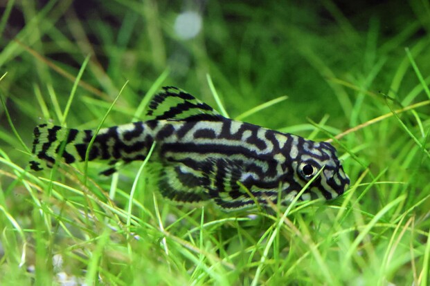 Prachtflossensauger mit auffälligem Muster liegt zwischen grünen Wasserpflanzen.