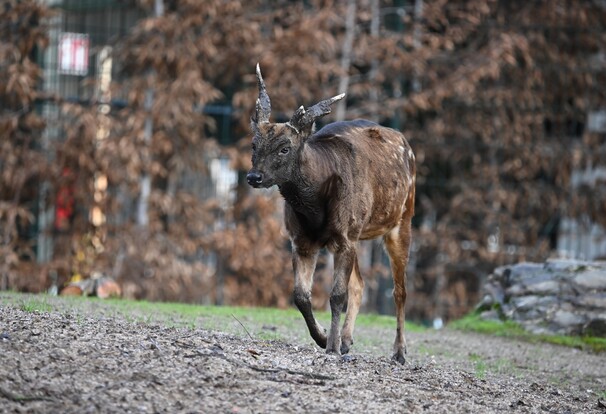 Prinz-Alfred-Hirsch mit dunklem Fell und auffälligem Geweih läuft über eine blättrige Bodenfläche vor herbstlichem Hintergrund.