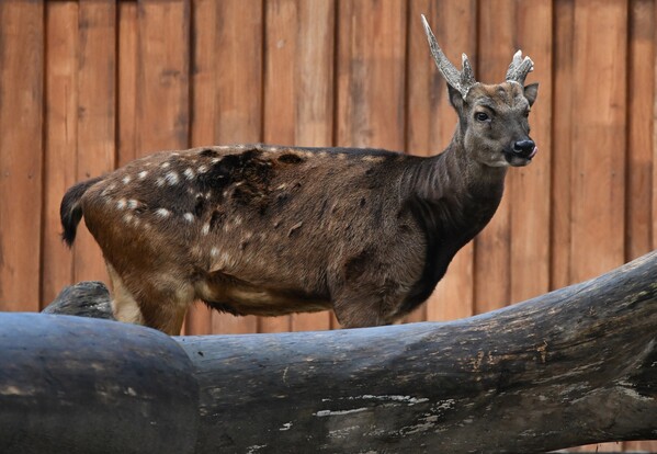 Prinz-Alfred-Hirsch mit kurzem, unregelmäßigem Geweih und geflecktem braunen Fell vor einer Holzstruktur.