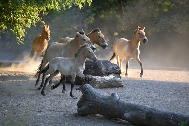 Fünf Przewalski-Pferde galoppieren im Sonnenlicht über einen sandigen Boden, auf dem Baumstämme liegen.