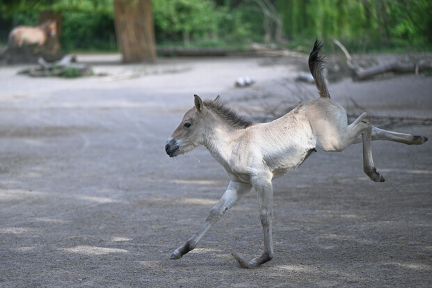 Junges Przewalski-Pferd galoppiert mit ausgestreckten Beinen über sandigen Boden, Bäume und Äste im Hintergrund.