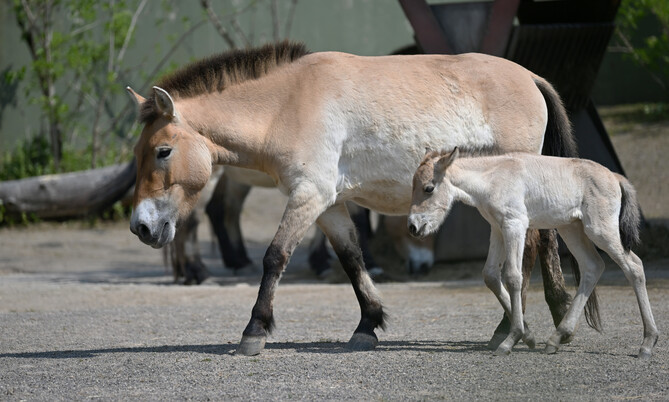Przewalski Pferd 1