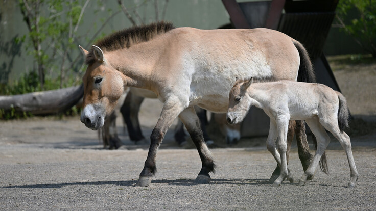 Erwachsenes Przewalski-Pferd mit hellem Fell und kurzem Stehmähnen läuft neben einem Fohlen auf sandigem Untergrund.