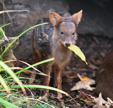 Junges Pudu mit braunem Fell steht im Unterholz und hält ein Blatt im Maul.