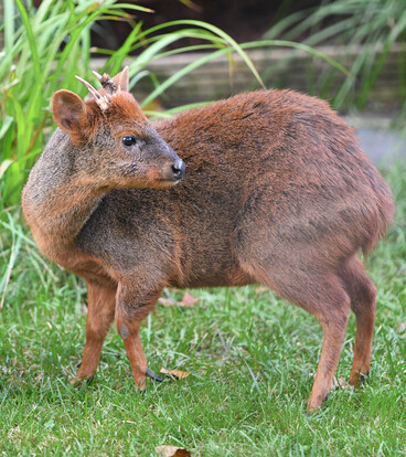 Pudu mit kurzem, braunem Fell und kleinen Hörnern steht auf einer grünen Wiese und blickt über die Schulter.
