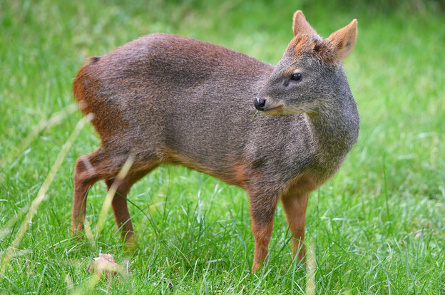 Kleines Südamerikanisches Pudu mit braun-grauem, kurzhaarigem Fell steht seitlich auf einer grünen Wiese.