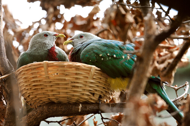 Zwei Purpurbrustfruchttauben mit grauem Kopf und grünem Gefieder sitzen nebeneinander in einem geflochtenen Nest zwischen braunen Ästen.