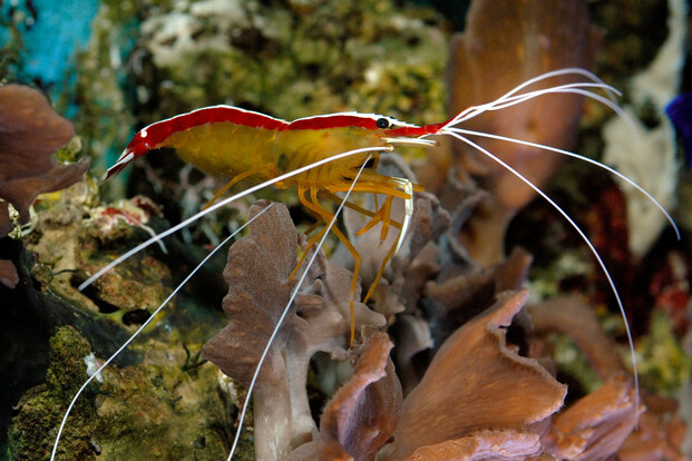 Putzergarnele mit auffälligen weißen Fühlern und rotem Längsstreifen auf dem Panzer zwischen Korallen im Aquarium.