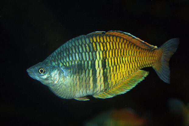 Ein Regenbogenfisch mit schillernden Schuppen, vor dunklem Hintergrund