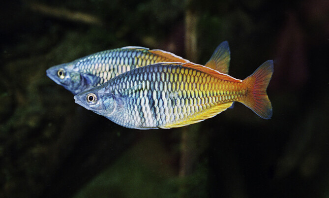 Regenbogenfisch