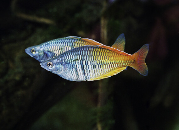 Zwei Regenbogenfische mit schillernden Schuppen, seitlich im Aquarium schwimmend.