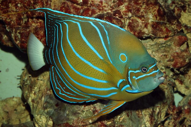 Ringkaiserfisch mit ovalem Körper und leuchtend blauen Linien auf braunem Grund vor Felsen